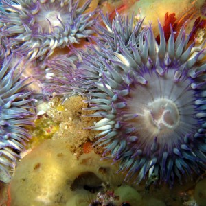 Aggregating Anemone