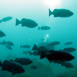 Channel Islands Traffic Jam