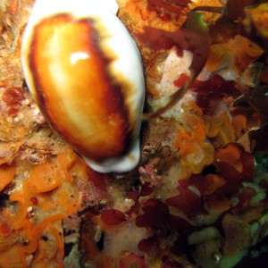 Chestnut_Cowry