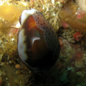 Chestnut Cowry with Sea Fans