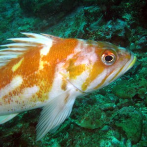 Copper Rockfish (Sebastes caurinus)