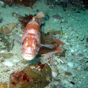 Copper Rockfish (Sebastes caurinus)