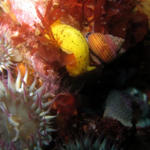 Doris montereyensis with a Purple ring snail and anemone