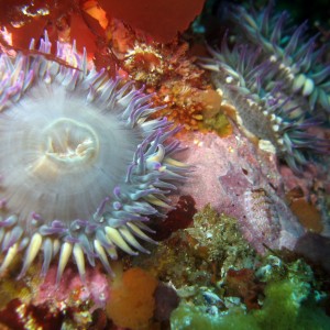 Anemone with Lined Chiton