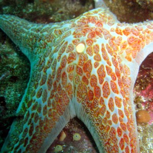 Leather Star (Dermasterias imbricata)