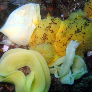 Mating Doris (Doris montereyensis) and eggs