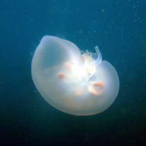 Moon Jelly