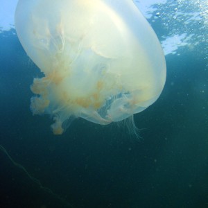 Moon Jelly