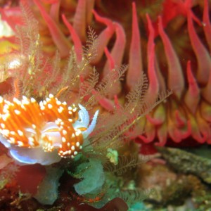 Opalescent Nudibranch (hermissenda crassicornis) under Rose Anemone