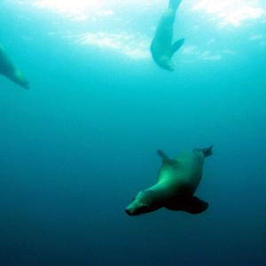 Playing Sea Lions