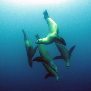 Group of Sea Lions