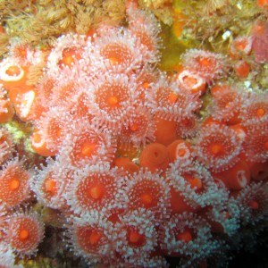 Strawberry Anemone