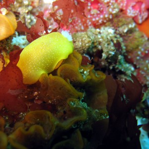 White Spotted Porostome on sculptured bryozoan