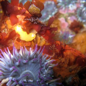 White Spotted Porostome with Aggregating Anemone