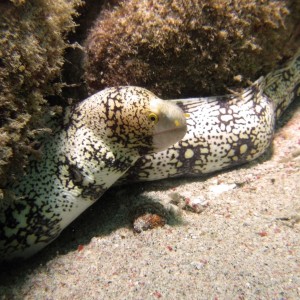 Eel23