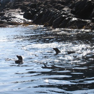 Seal pups