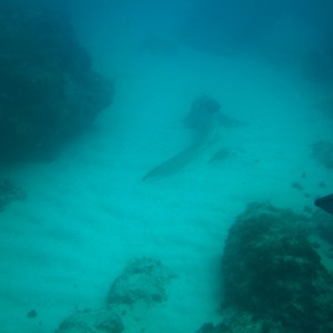 Leopard shark