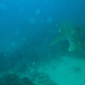 Leopard shark swimming