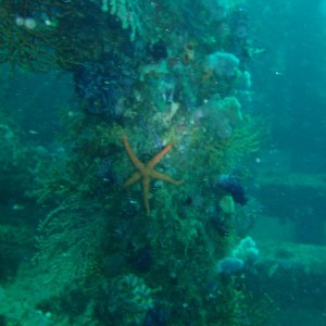 my pictures while diving