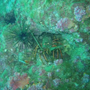 pictures while diving