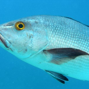 Eye of the snapper