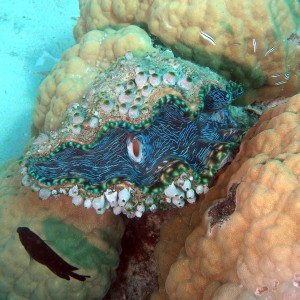 Giant Clam