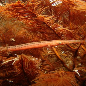 Trumpet Fish on Wreck of the Rodeo 25