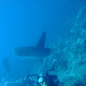 MY BEST OF SCUBA - BALI