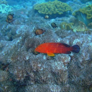 MY BEST OF SCUBA - BALI