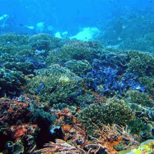 MY BEST OF SCUBA - BALI