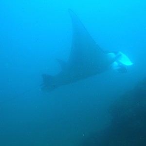 Manta ray 1