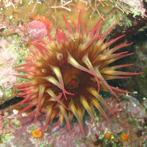 White-spotted Rose Anemone