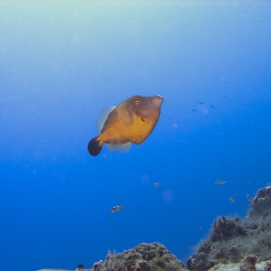 White spotted filefish, mating color