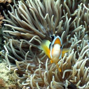 Malapascua - Philippines