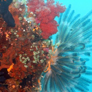 Malapascua - Philippines