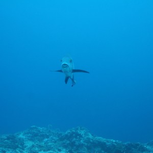 Malapascua - Philippines