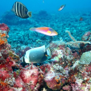 Malapascua - Philippines