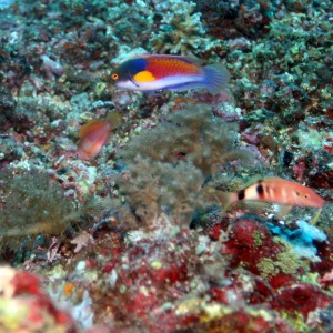 Malapascua - Philippines