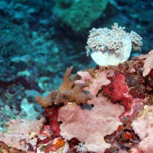 Malapascua - Philippines