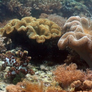 Malapascua - Philippines