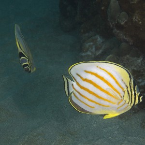 endemic butterflyfish