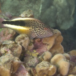 hawkfish