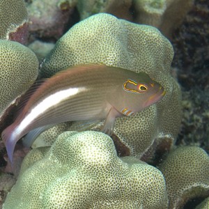 hawkfish