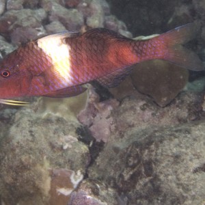 hogfish