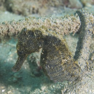 Hawaii Hanauma Bay shore dive