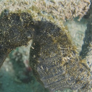 Hawaii Hanauma Bay shore dive