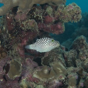 Hawaii Hanauma Bay shore dive