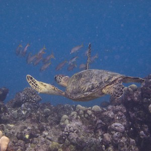 Hawaii Hanauma Bay shore dive