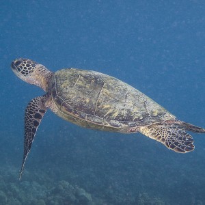 turtle