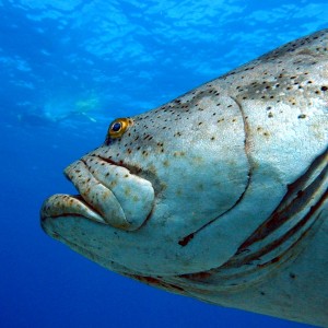 350+ pound  Goliath Grouper